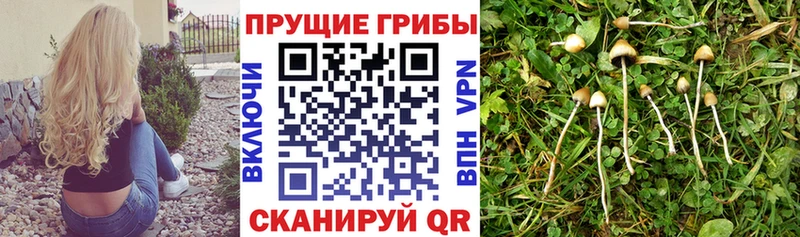 Галлюциногенные грибы Magic Shrooms  Вуктыл 